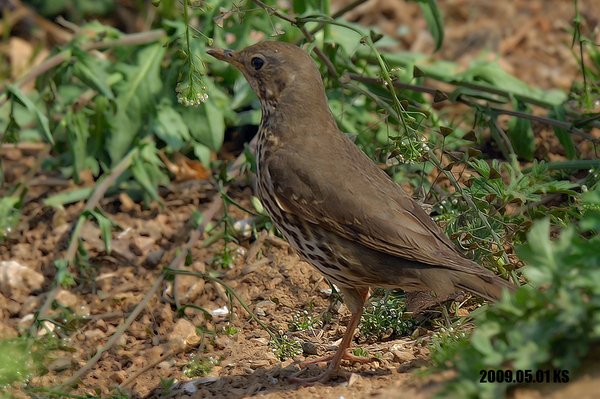 (Song Thrush)